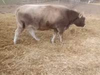 Vaca, Raza carpatiana marrón — foto 1