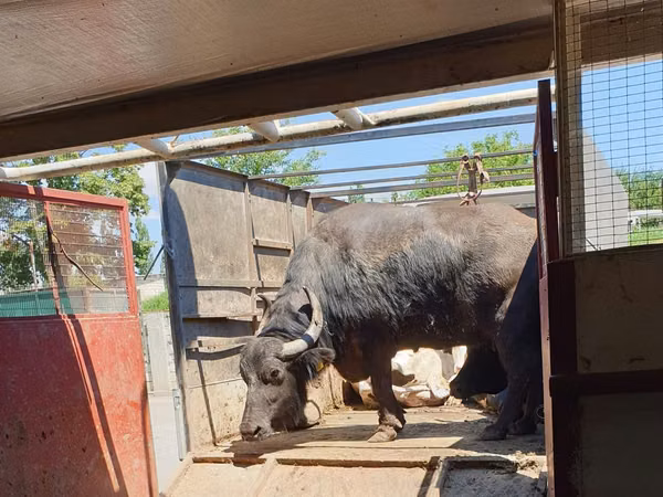 Cow, African Buffalo