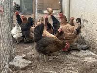Chickens — photo 2