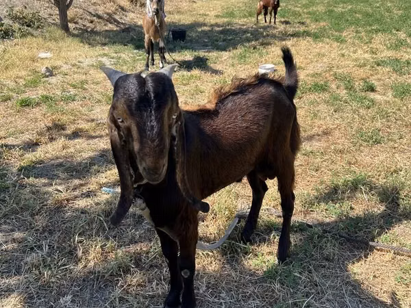 बकरा, Beetal goats
