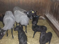 母羊, Romanov sheep — 照片 1