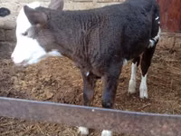 Vaca, Simmental cattle — foto 1