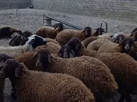 Хуц, Karakul sheep — 2 зураг