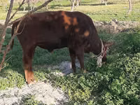 公牛, Cattle — 照片 7