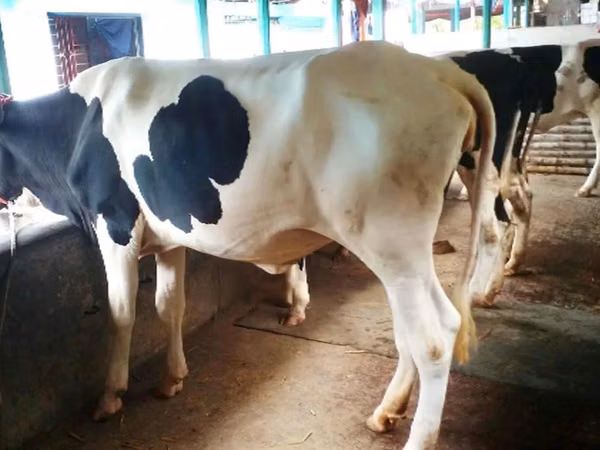 Cow, Holstein breed