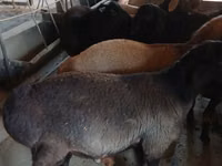 تيس, Boer goat — الصورة 5