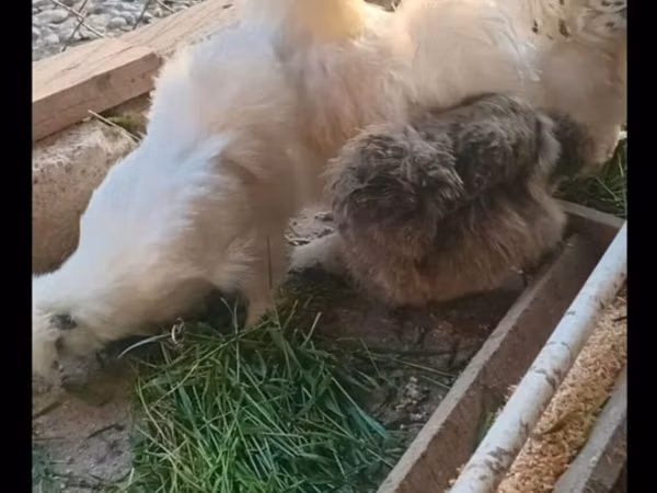 Seidenhuhn