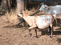 Schaf, Cameroon sheep — Foto 1