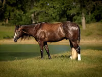 घोड़ा, Quarter Horse — फ़ोटो 2