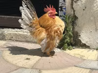 Chickens — 照片 2