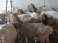 भेड़, Arashan sheep — फ़ोटो 1