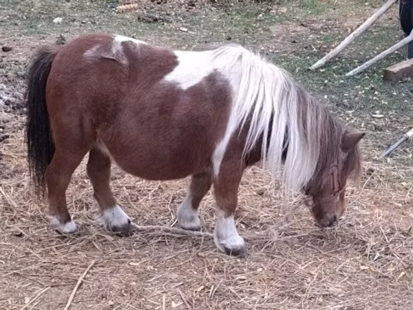 Mare, Miniature horse