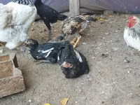 Brahma — photo 4