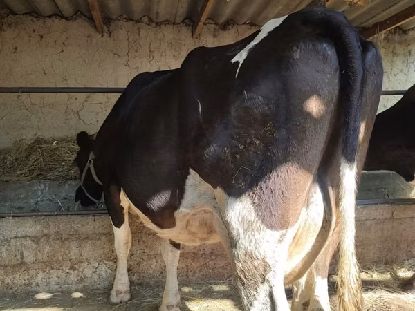 गाय, गोलस्टीन नस्ल