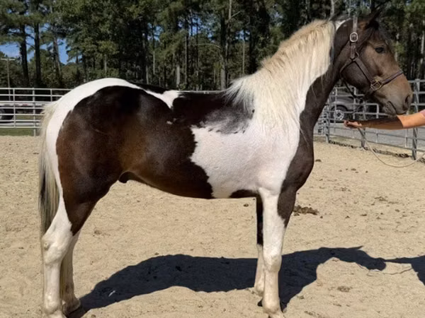 घोड़ा, American paint horse