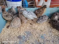 Quails — الصورة 5