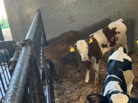 أبقار (دفعة، الجنس غير محدد), Russian Black pied cattle — الصورة 5