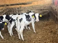 Бух, Russian Black pied cattle — 2 зураг