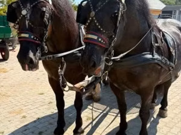 公马, Hungarian horse breed