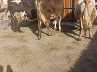 母牛, Holstein breed — 照片 7