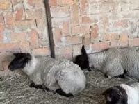 भेड़, भेड़ — फ़ोटो 2