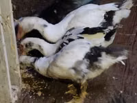 Ducks — الصورة 2