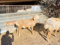 मेढ़ा, Edilbay sheep — फ़ोटो 8