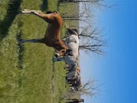Азаргагүй морь, Kazakh horse — 6 зураг