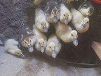 Ducks — الصورة 3
