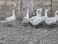 Geese — الصورة 2