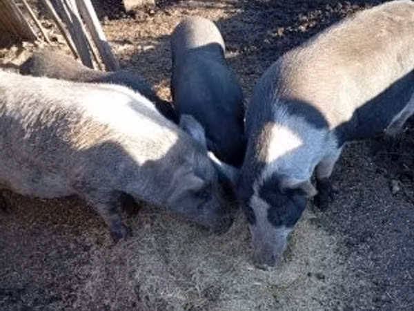 Boar, 