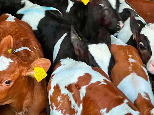 Cattle (batch, sex not specified), Russian Black pied cattle