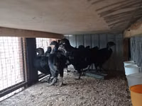 Ayam Cemani — Foto 4