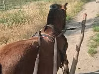 公马, Horses — 照片 1