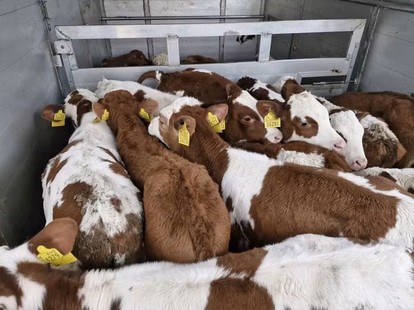Toro, Simmental cattle