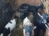 Goat, Goats — photo 3