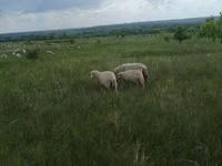 Widder, Merino sheep — Foto 7