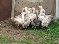 Geese — Foto 2