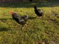 Araucana — photo 8