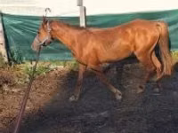 母马, Horses — 照片 1