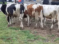 गाय, Russian Black pied cattle — फ़ोटो 4