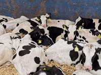 सांड, Russian Black pied cattle — फ़ोटो 7