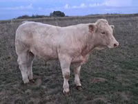 सांड, Charolais cattle — फ़ोटो 8