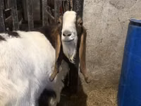 Billy Goat, Kamori goats — photo 3