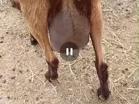 Ямаа, Saanen goat — 7 зураг