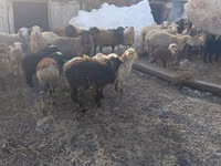 Schaf, Romanov sheep — Foto 2