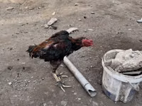 Chickens — photo 2