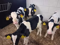 Bulle, Russian Black pied cattle — Foto 6