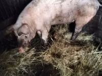 Eber, Schweine — Foto 1
