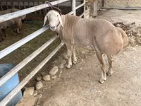 كبش, Rhon sheep — الصورة 5